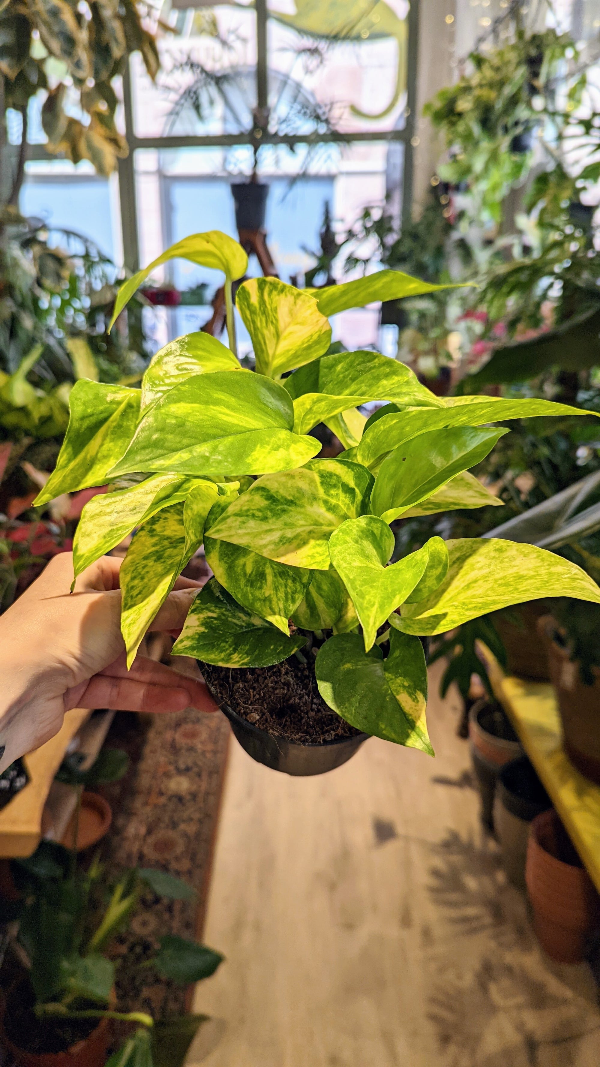 Epipremnum Pinnatum 'Hicolor' (pothos)