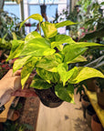 Epipremnum Pinnatum 'Hicolor' (pothos)