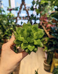 Haworthia Cooperii
