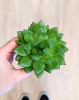 Haworthia Cooperii
