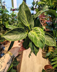 Philodendron Birkin (Mehrere Optionen)