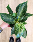 Philodendron Birkin (Mehrere Optionen)