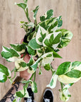 Epipremnum aureum 'N'Joy' (Pothos) (Plusieurs options)