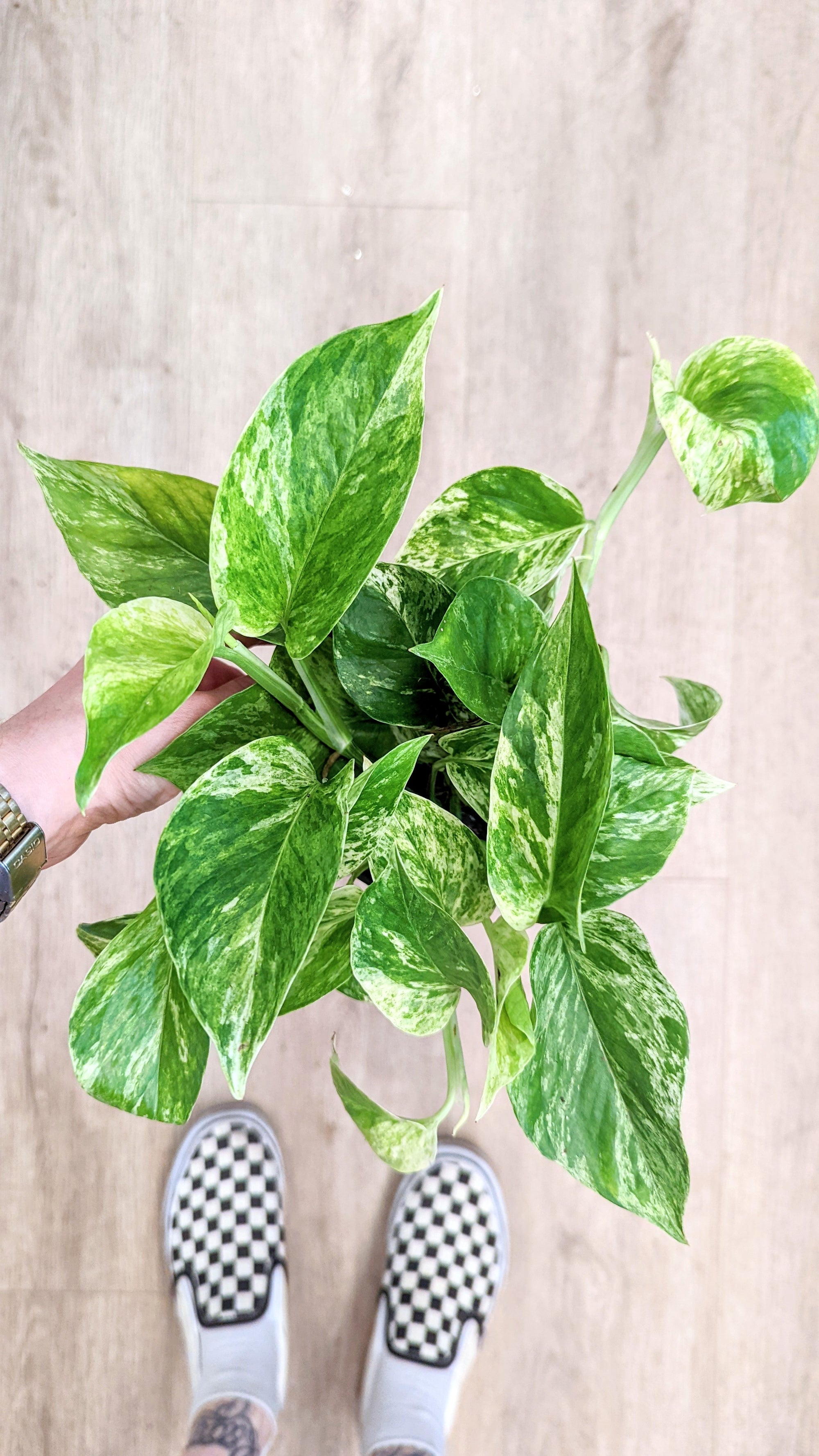 Epipremnum aureum 'Marble Queen' (Pothos) (Various options)