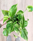 Epipremnum aureum 'Marble Queen' (Pothos) (Various options)