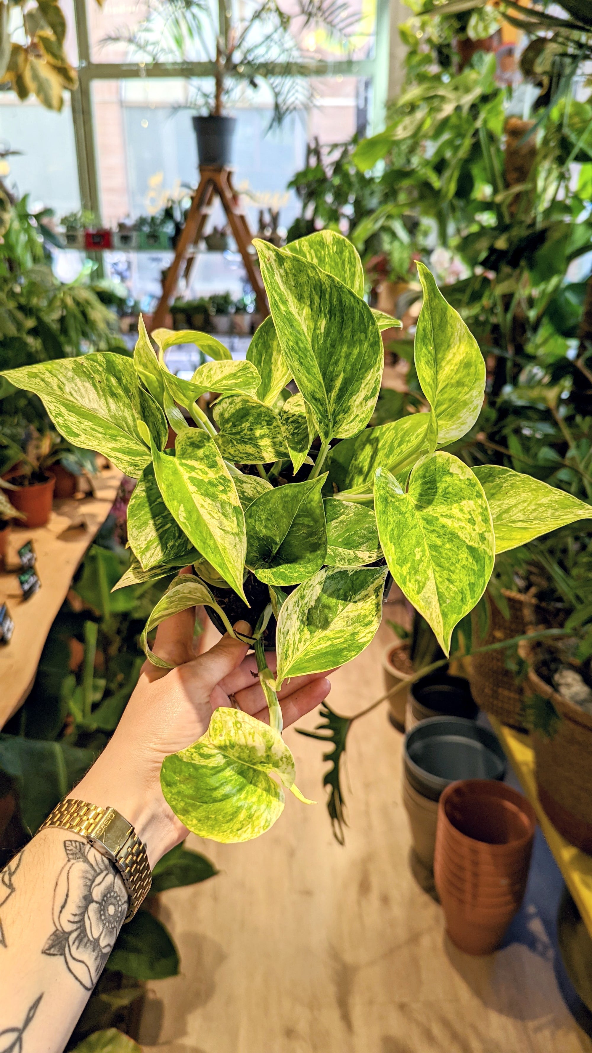 Epipremnum aureum 'Marble Queen' (Pothos) (Various options)