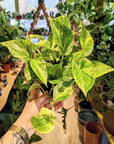 Epipremnum aureum 'Marble Queen' (Pothos) (Various options)