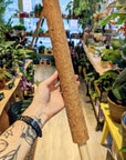Coco Tutors (verschiedene Größen)