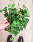Peperomia 'Hope'