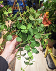 Peperomia 'Hope'