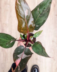 Philodendron Pink Princess (Mehrere Optionen)