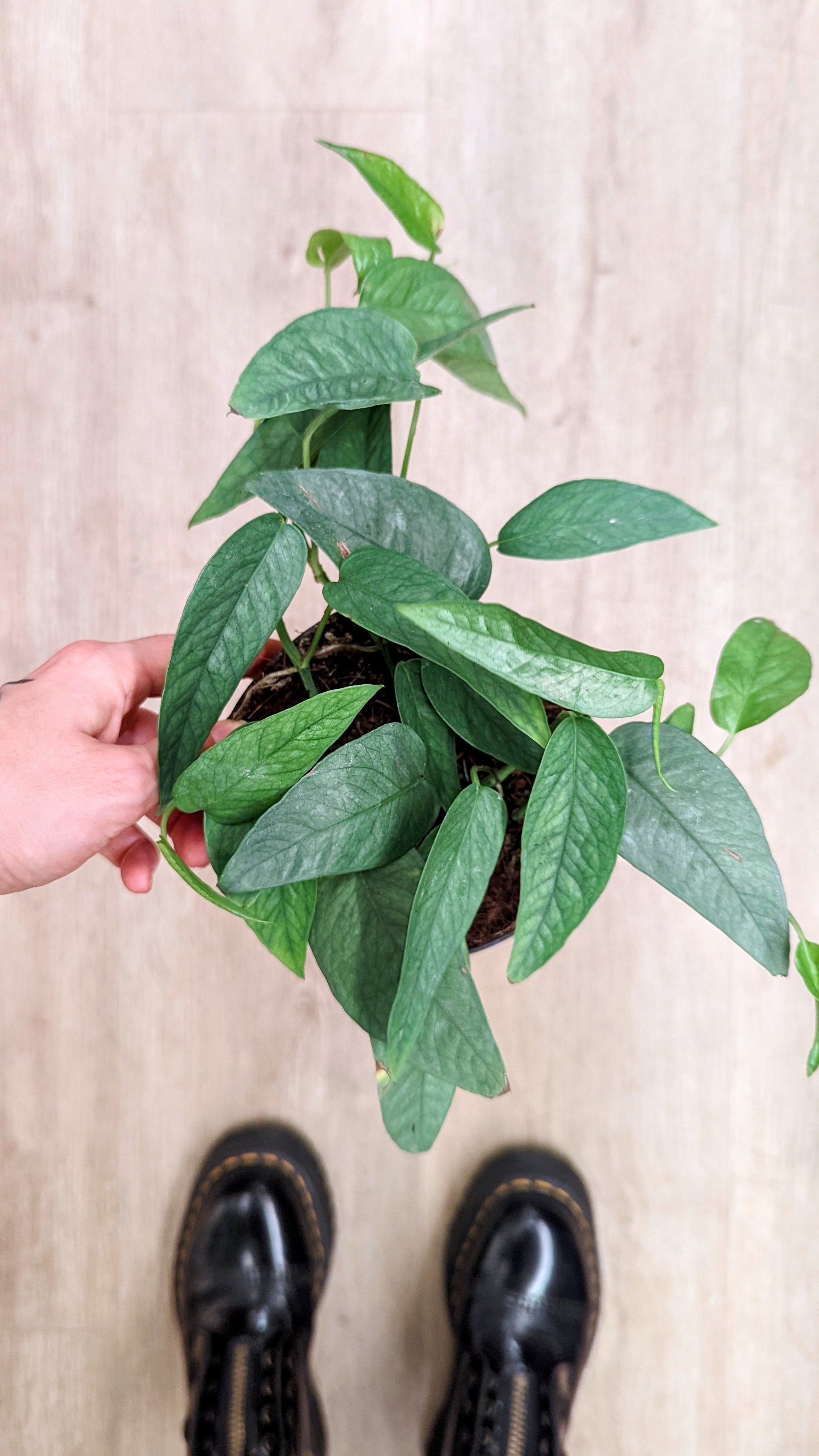 Epipremnum 'Cebu Blue' (Pothos) (Mehrere Optionen)