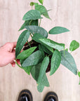 Epipremnum 'Cebu Blue' (Pothos) (Plusieurs options)