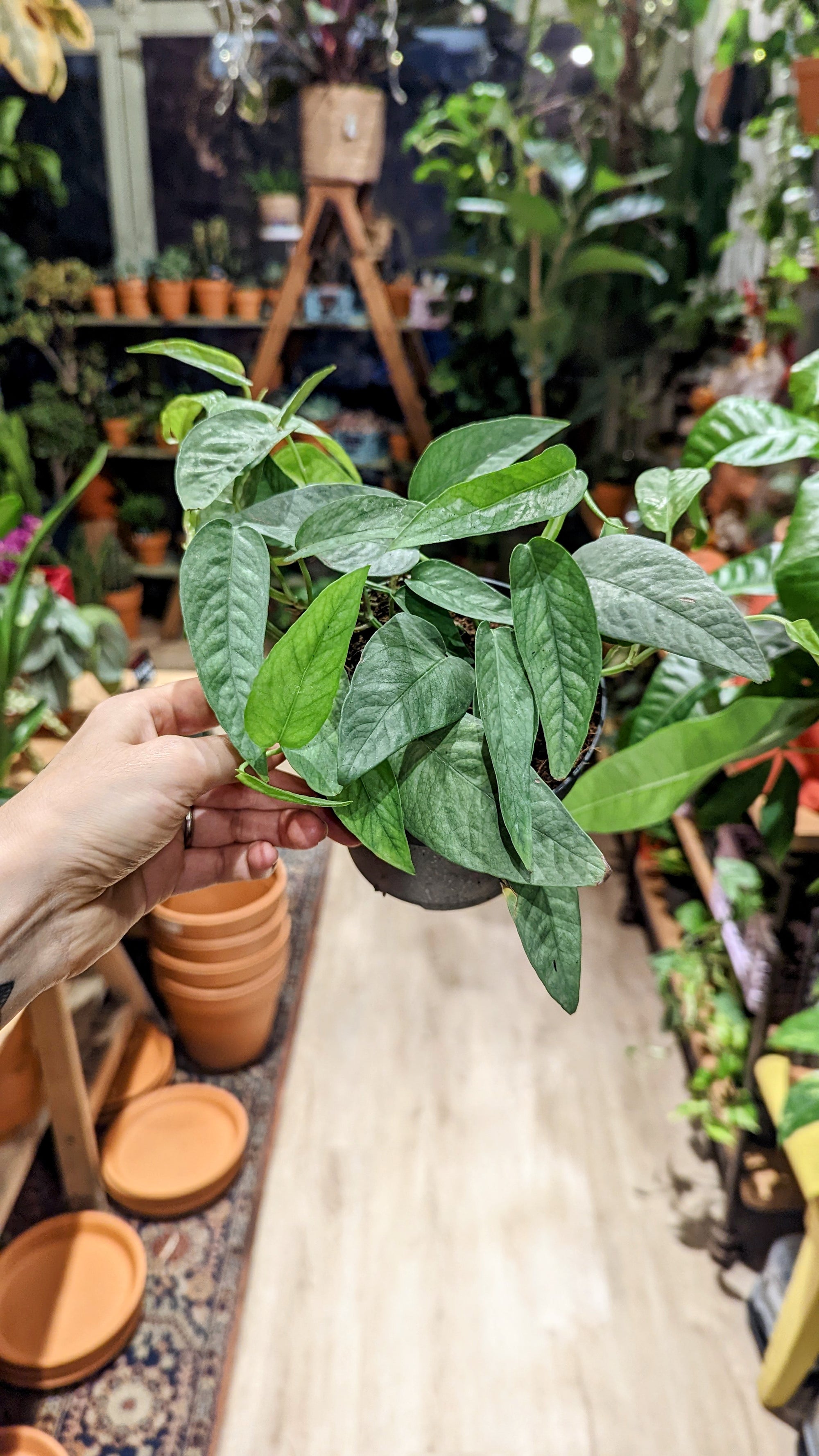 Epipremnum 'Cebu Blue' (Pothos) (Mehrere Optionen)