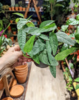 Epipremnum 'Cebu Blue' (Pothos) (Plusieurs options)