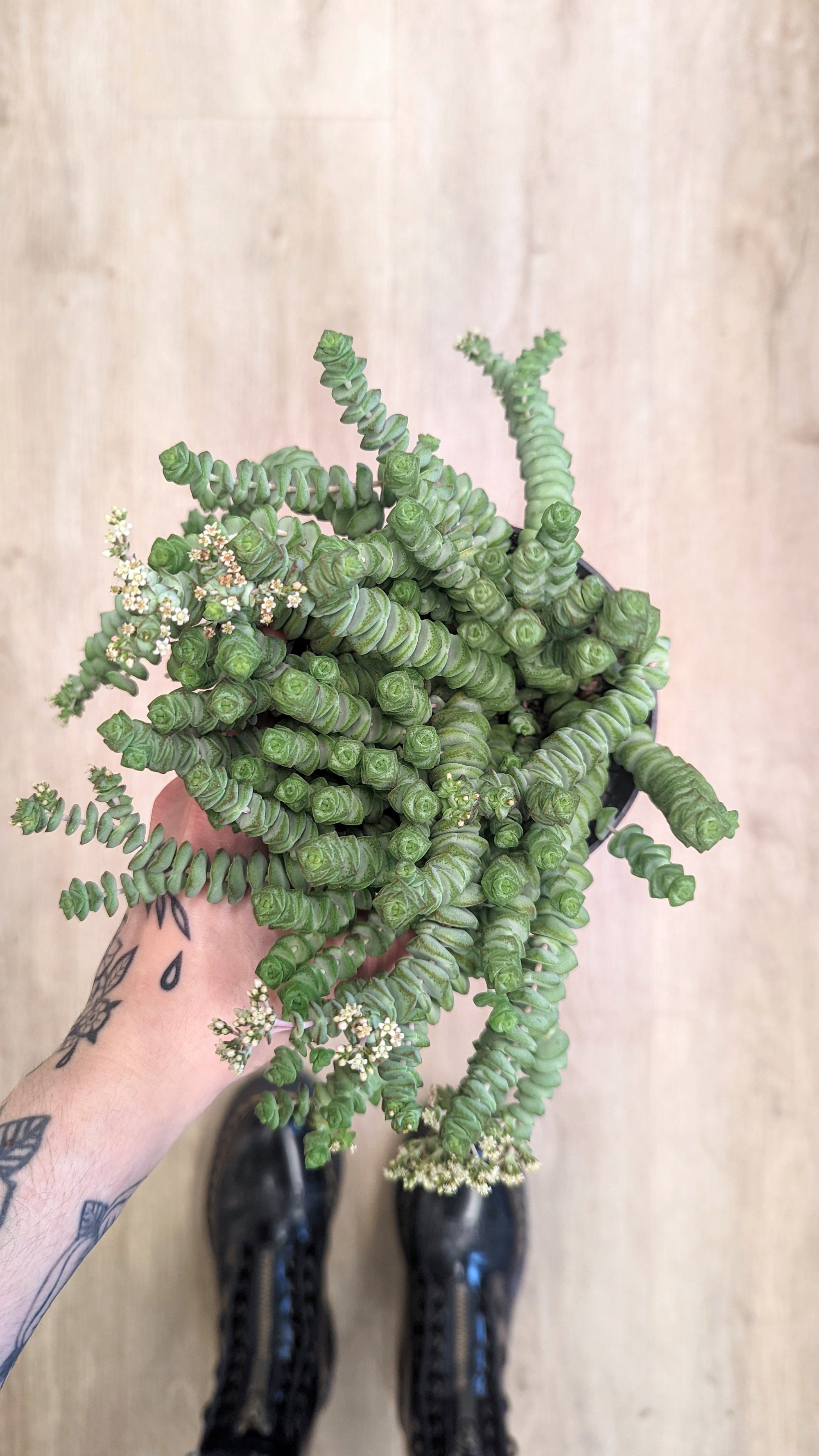 Crassula Marnieriana 'Hottentot'