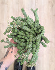Crassula Marnieriana 'Hottentot'