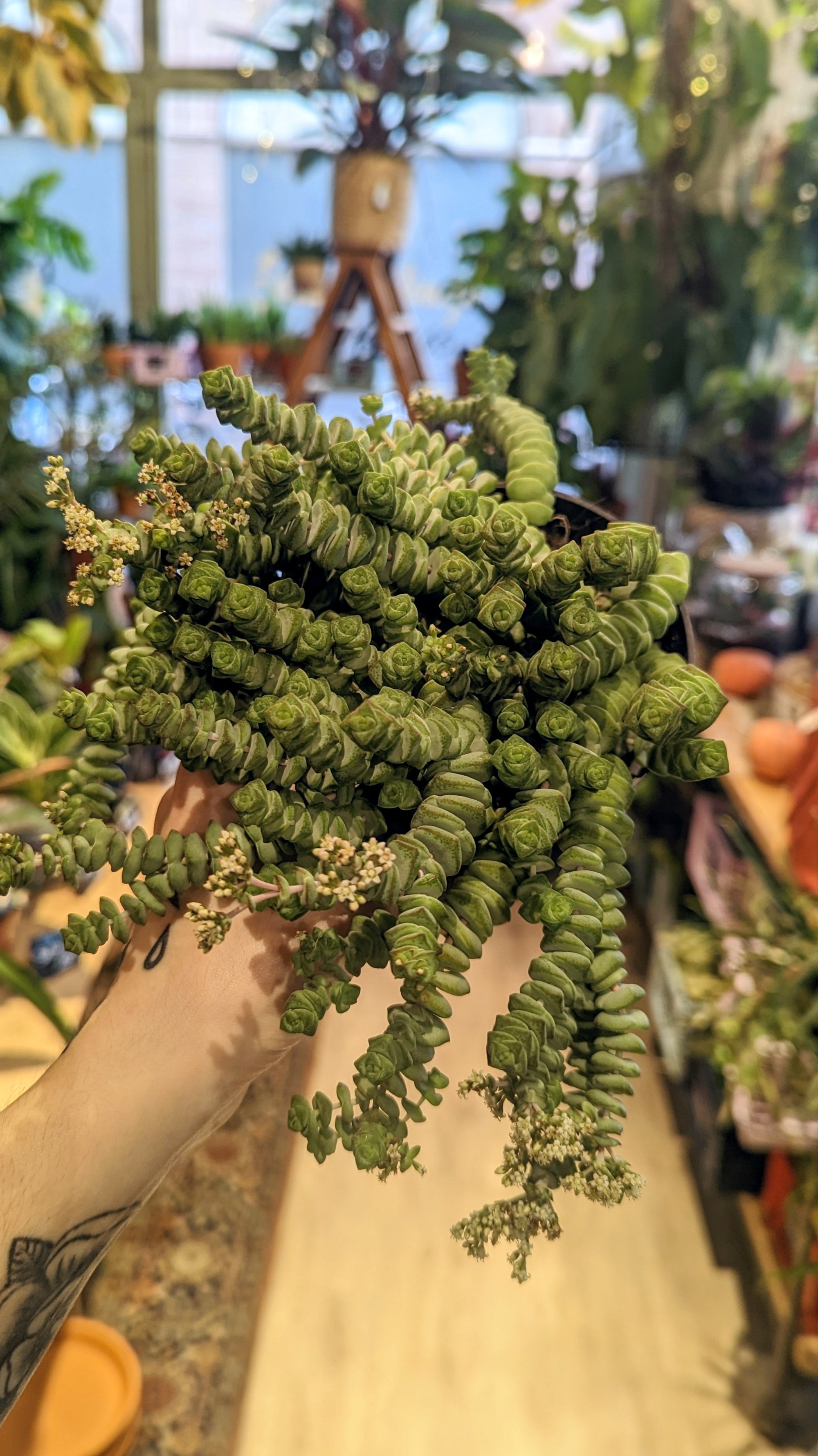 Crassula Marnieriana 'Hottentot'