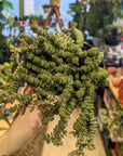 Crassula Marnieriana 'Hottentot'