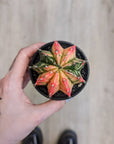 Gymnocalycium Variegata