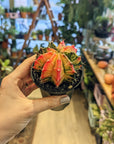 Gymnocalycium Variegata