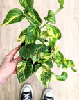 Epipremnum 'N'Joy Gold' (Pothos)