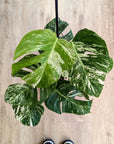 Monstera Deliciosa 'Variegata'