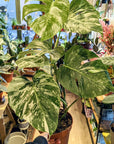 Monstera Deliciosa 'Variegata'