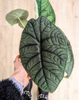 Alocasia 'Melo'