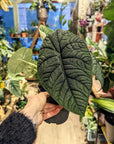 Alocasia 'Melo'