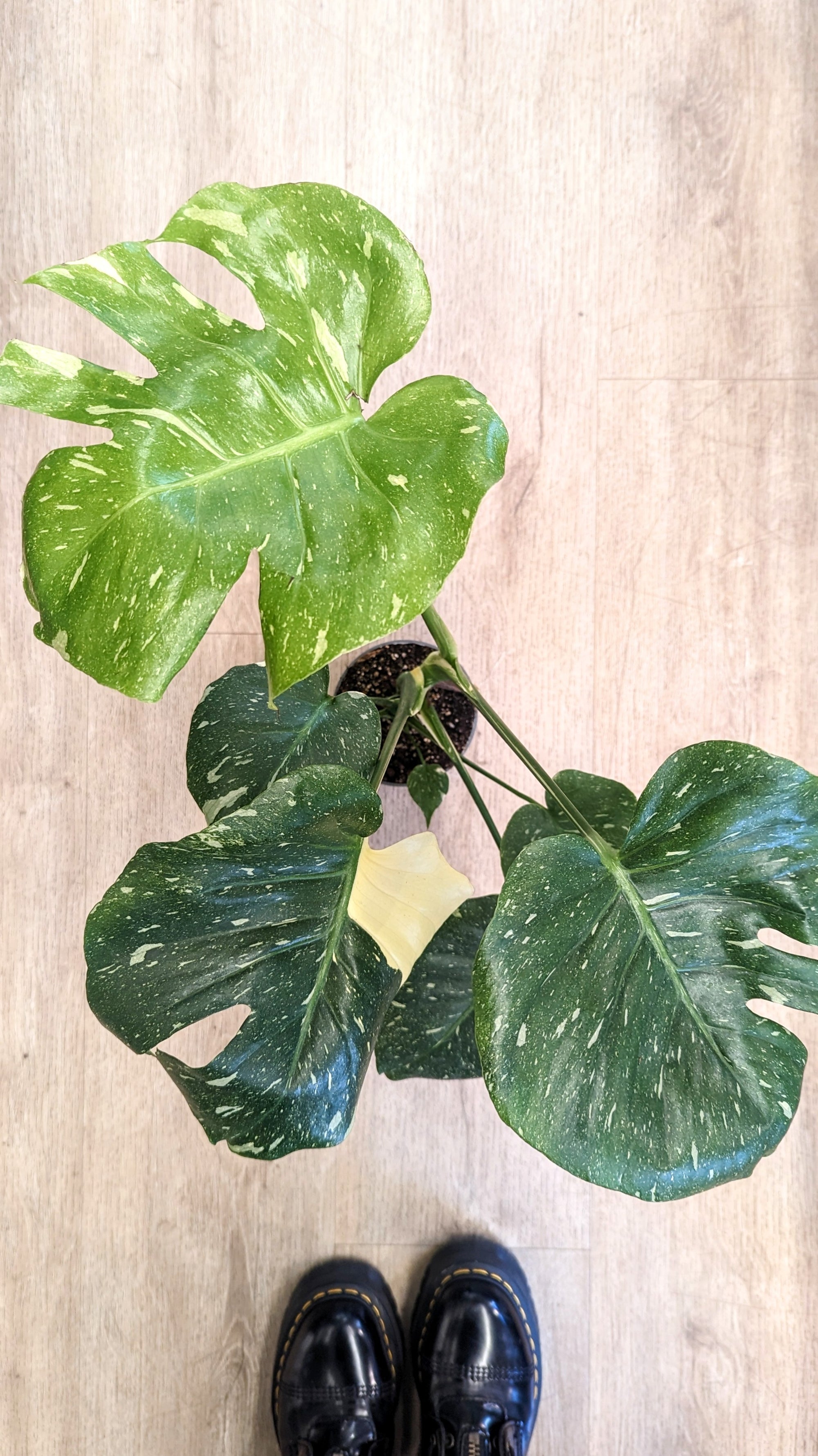 Monstera Deliciosa 'Thai constellation' (Various options)