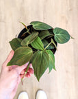 Philodendron Scandens 'Micans' (Plusieurs options)