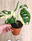 Monstera Adansonii 'Variegata'