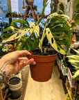 Monstera Adansonii 'Variegata'