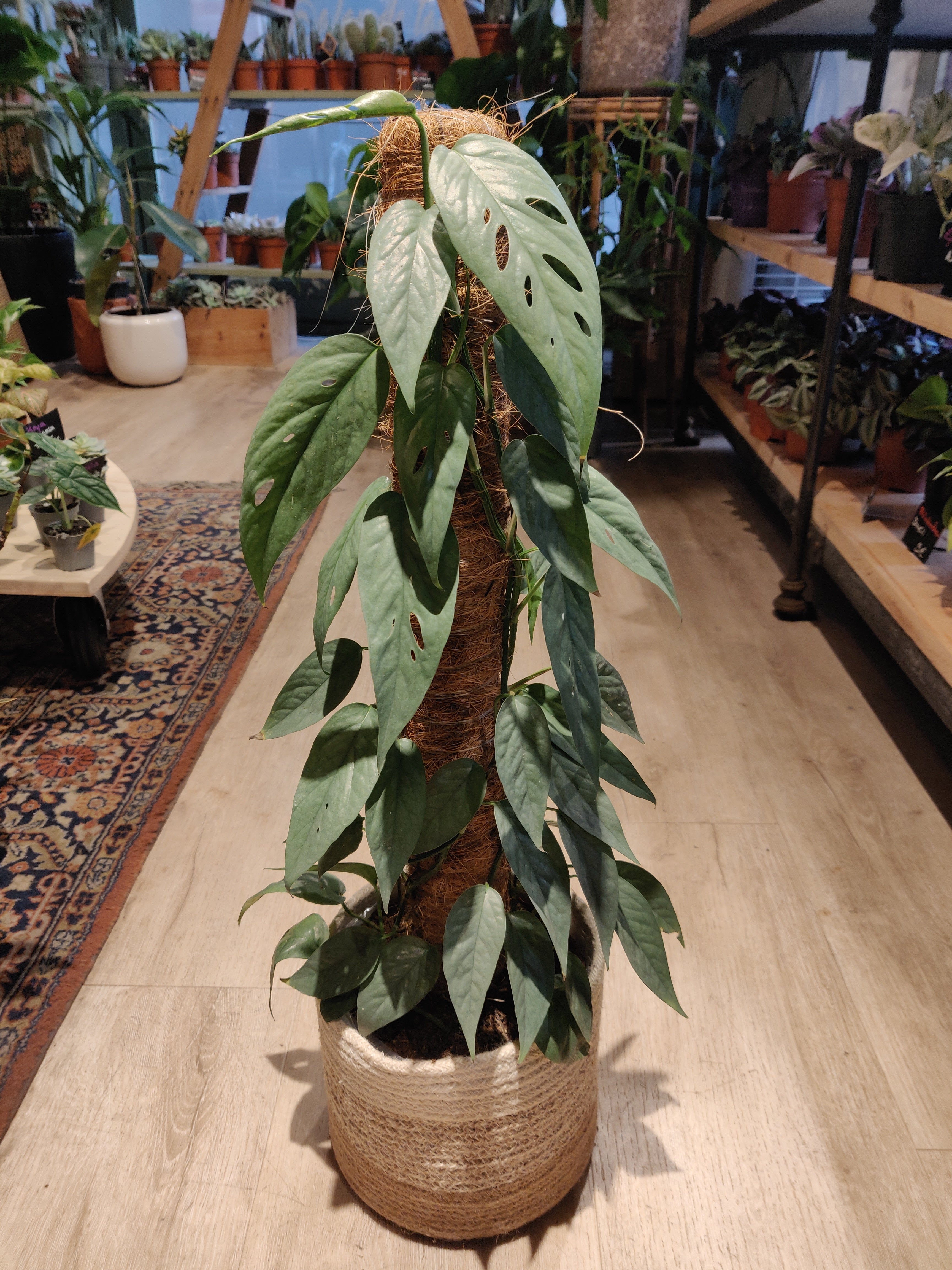 Epipremnum 'Cebu Blue' (Pothos) (Mehrere Optionen)  Tchungle