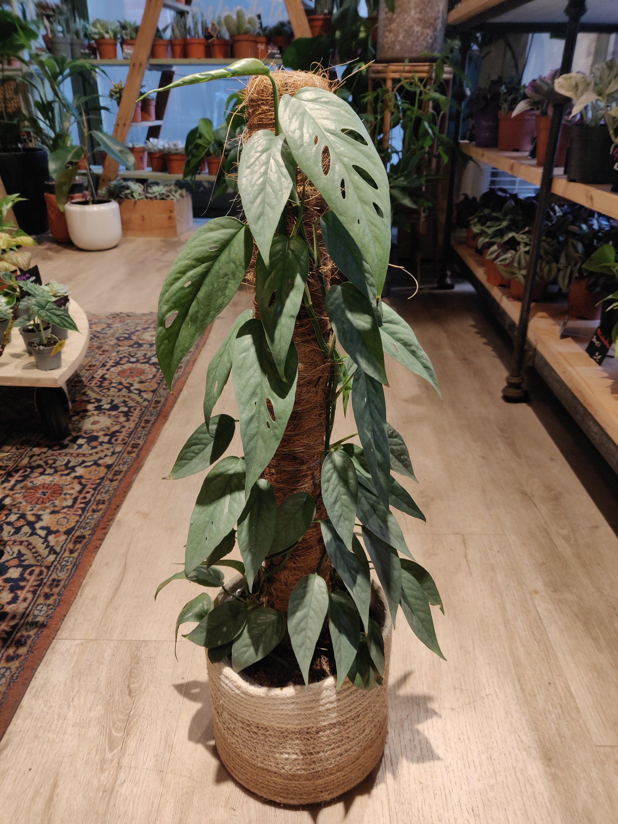 Epipremnum 'Cebu Blue' (Pothos) (Mehrere Optionen)
