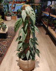 Epipremnum 'Cebu Blue' (Pothos) (Plusieurs options)