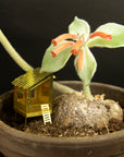 Botanopia | Décoration de plantes - Mini cabane pour plantes !