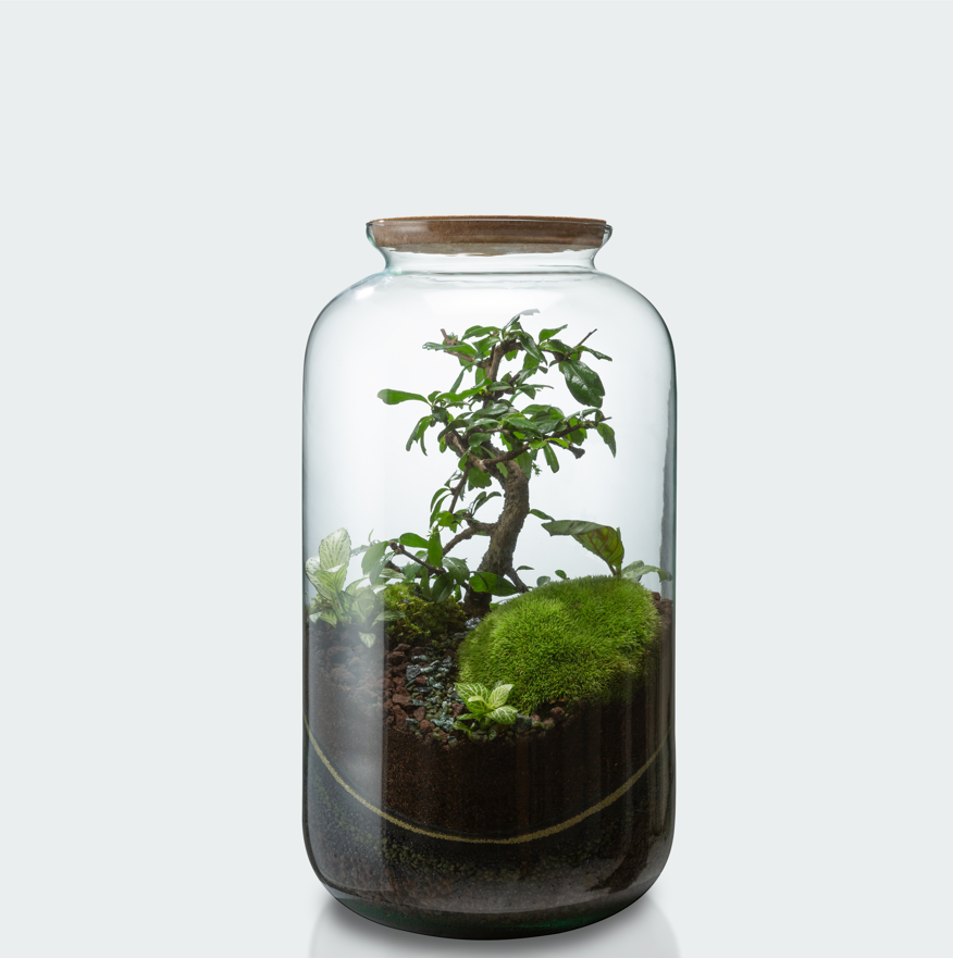 🌿 Jeanne Terrarium Workshop – Größe S oder M 🌿