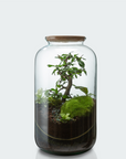 🌿 Jeanne Terrarium Workshop – Größe S oder M 🌿