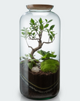 Terrarium Jeanne - Bonsaï XL