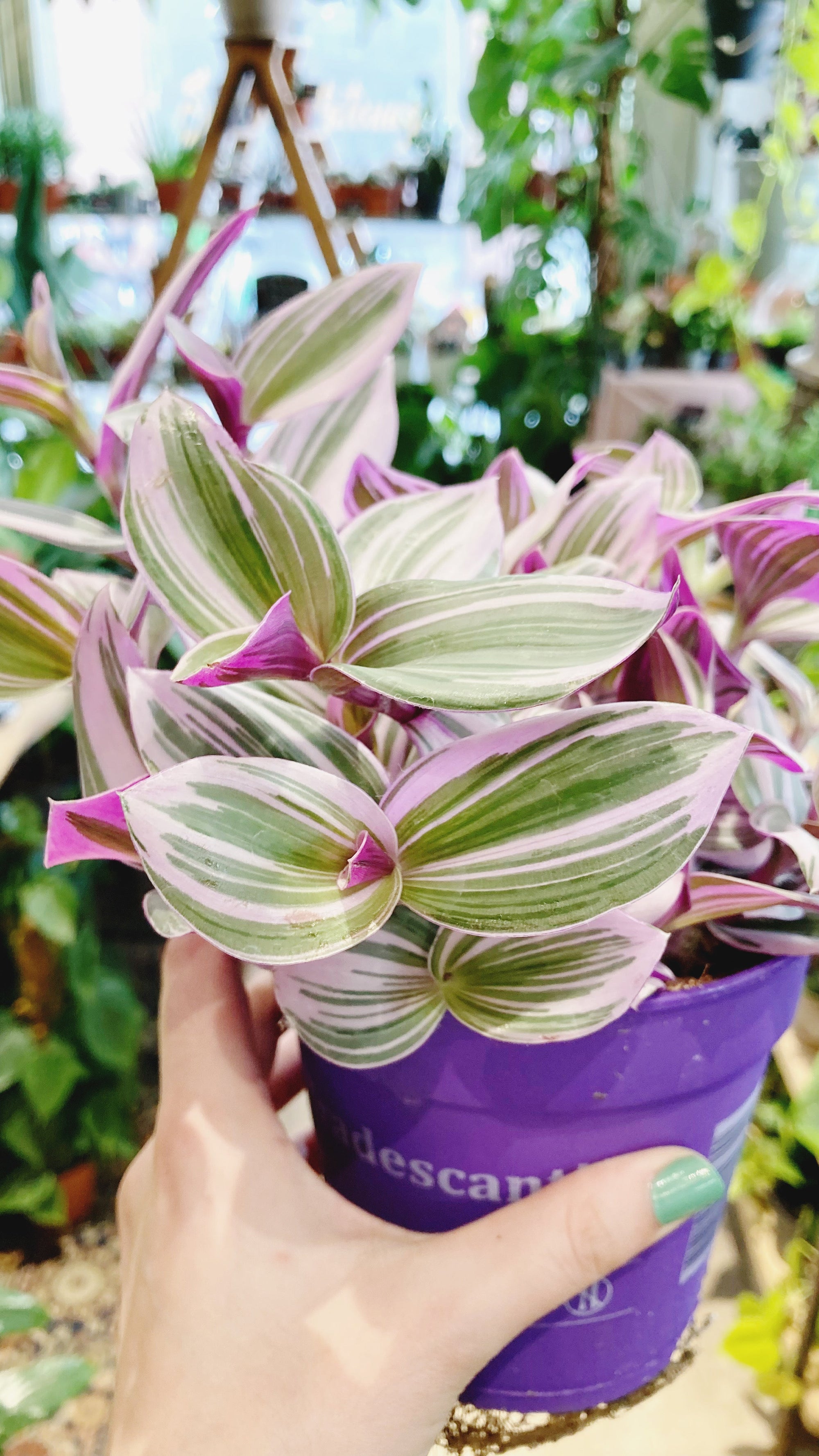 Tradescantia Albiflora 'Nanouk'