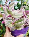 Tradescantia Albiflora 'Nanouk'