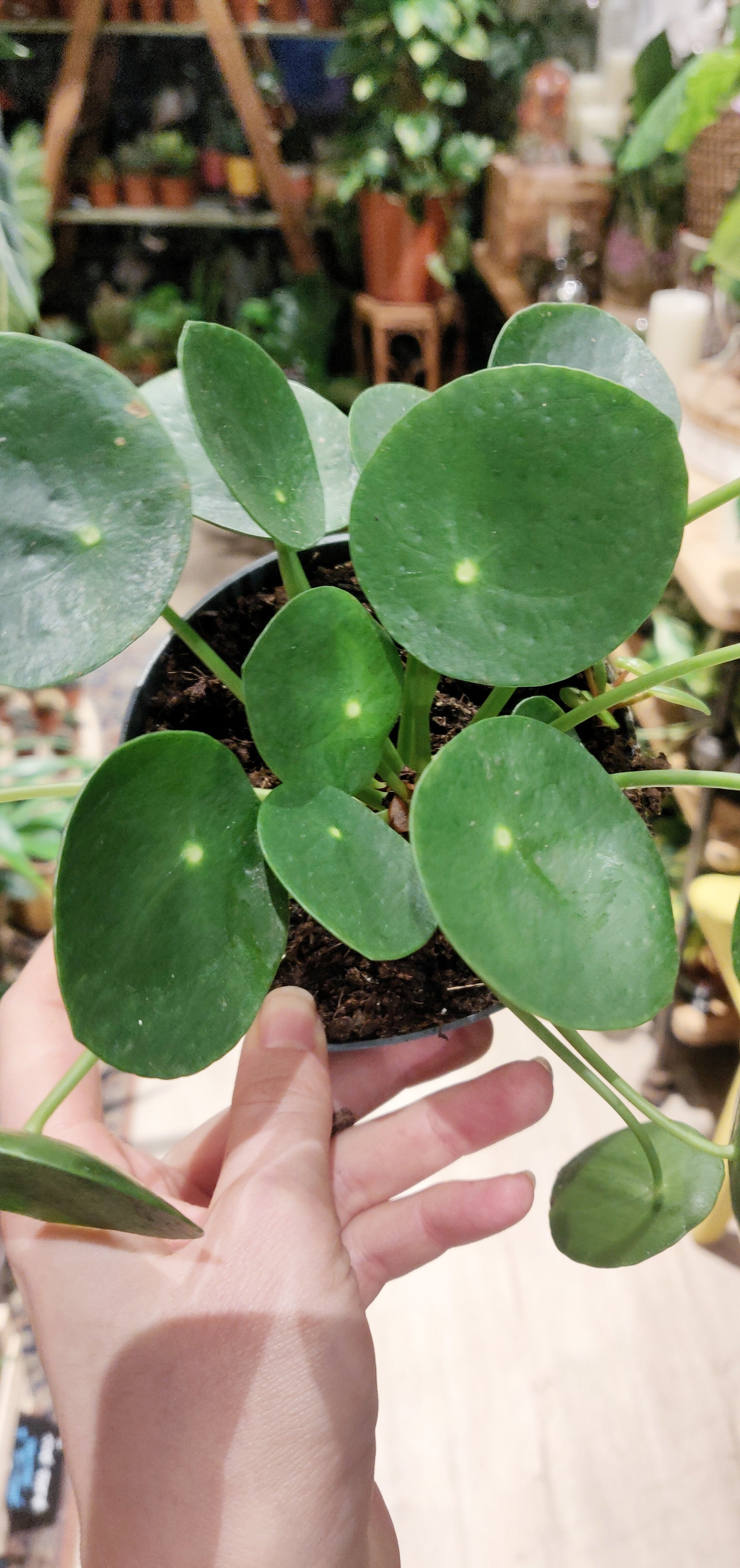 Pilea peperomoides (Plusieurs tailles)