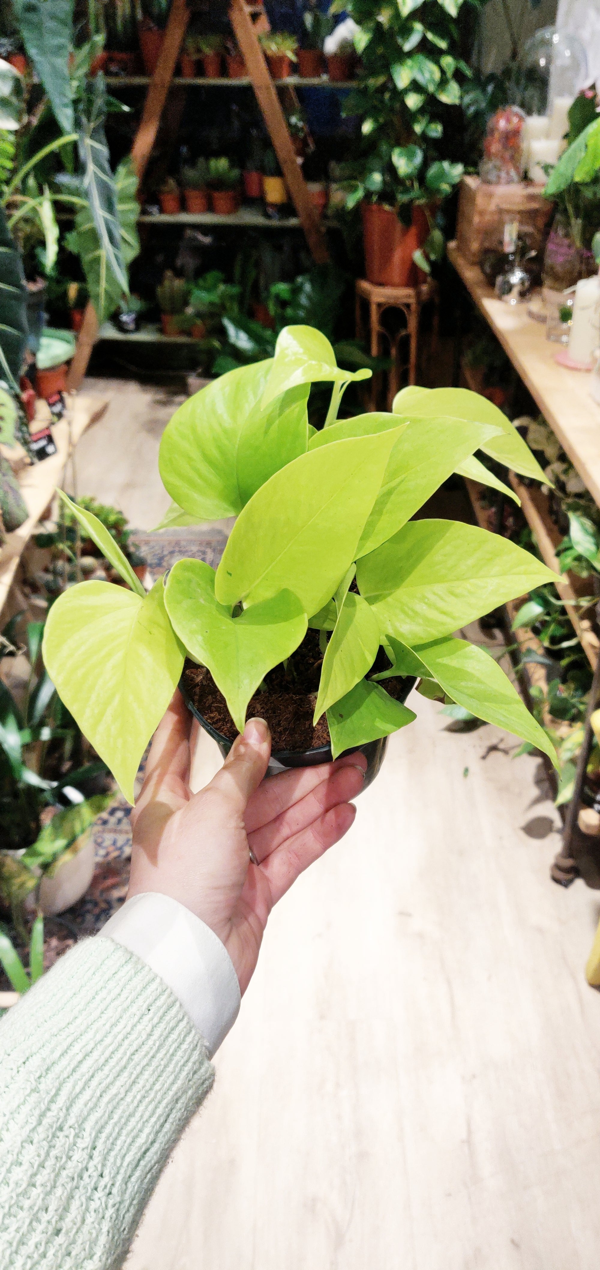 Epipremnum aureum 'Néon' (Pothos) (Plusieurs options)