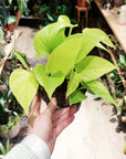 Epipremnum aureum 'Néon' (Pothos) (Plusieurs options)