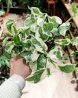 Epipremnum aureum 'N'Joy' (Pothos) (Plusieurs options)