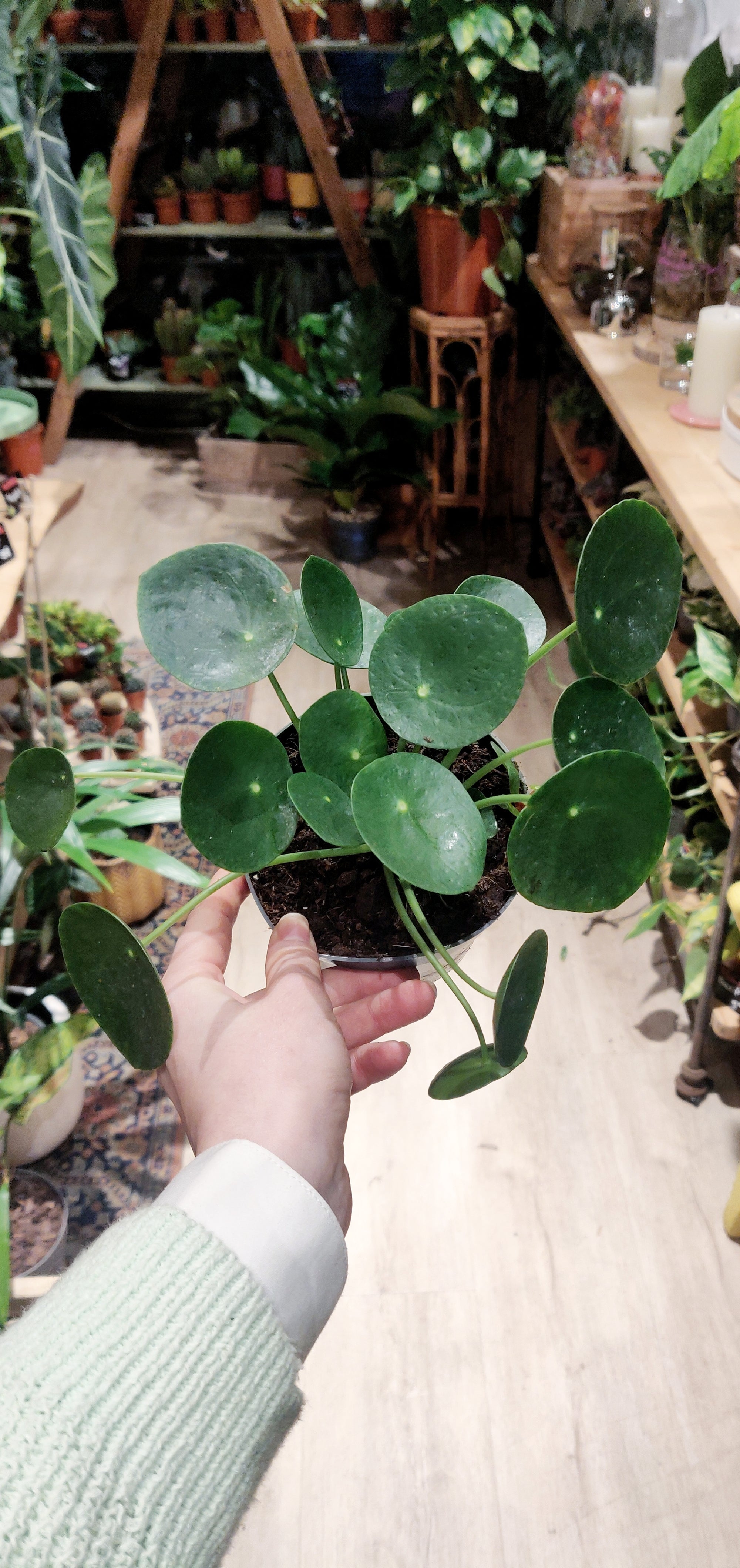 Pilea peperomoides (Plusieurs tailles)