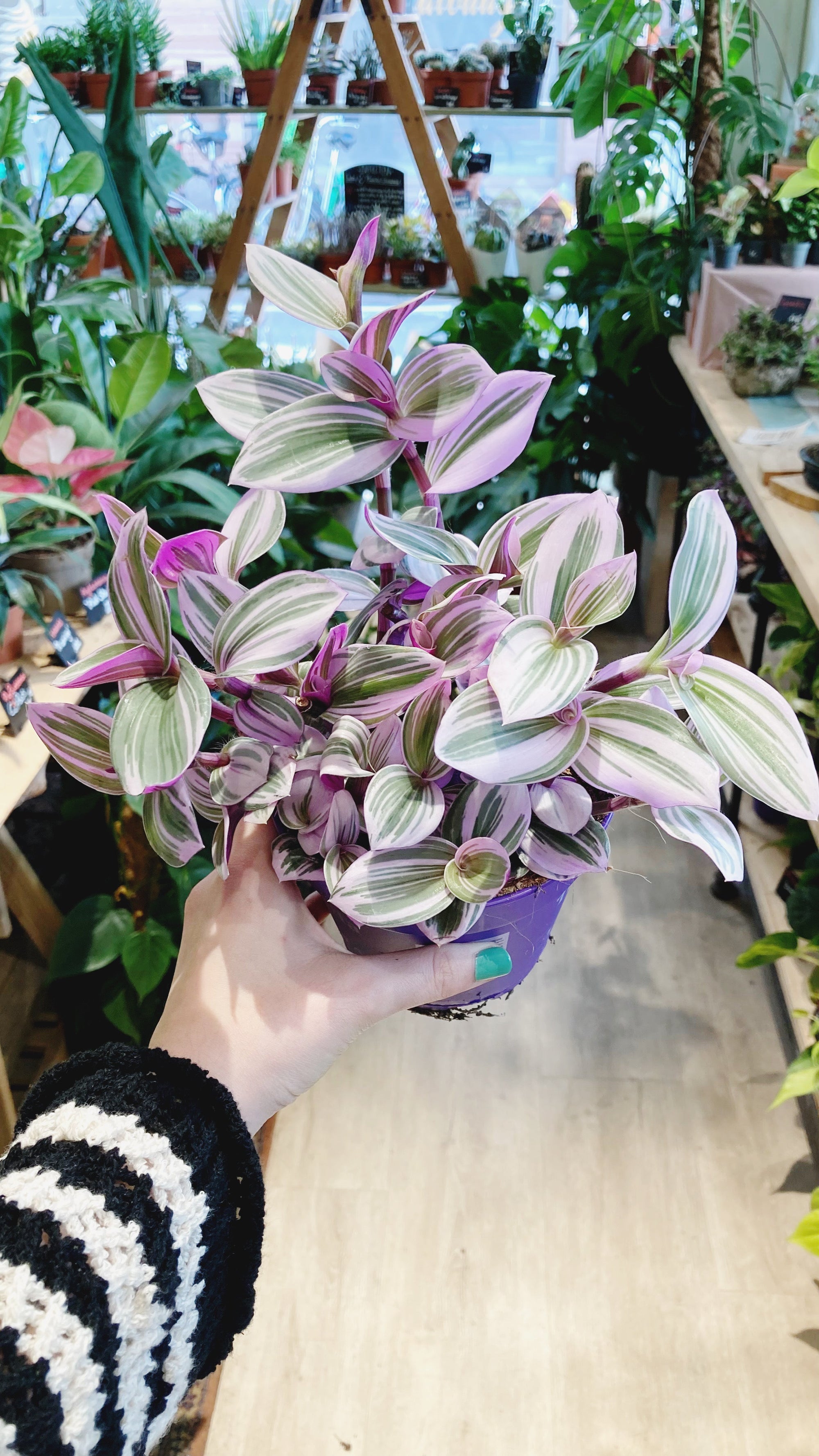 Tradescantia Albiflora 'Nanouk'