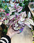 Tradescantia Albiflora 'Nanouk'